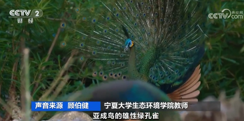 国际珍稀动物保护日 在云南遇见野生亚洲象和绿孔雀
