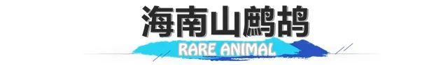 长臂猿、睑虎、小爪水獭……来看看生活在海南的“珍稀动物”们