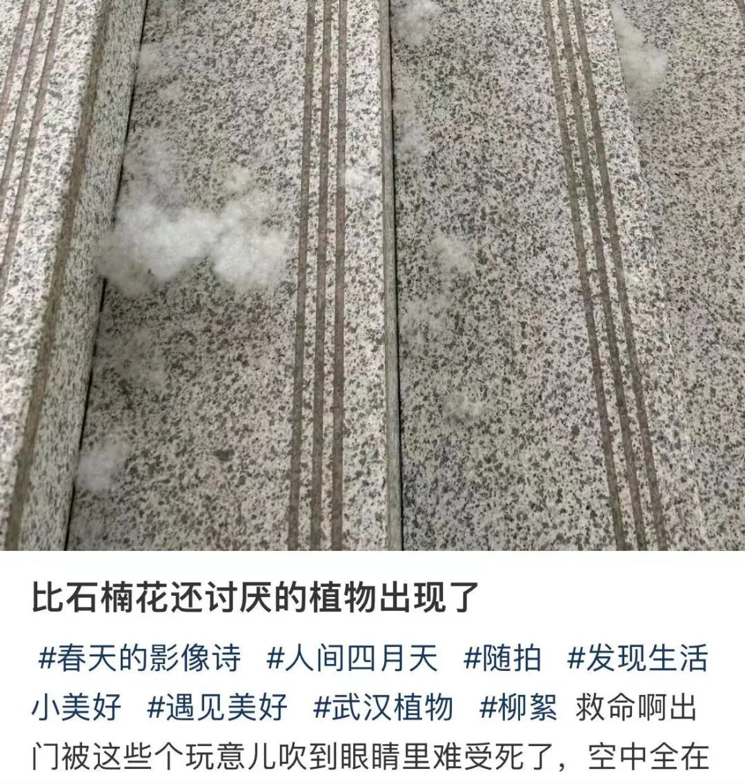 漫天飞絮来了！武汉疾控提醒