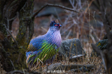 转存珍贵画面！这种鸟把毕加索的星空穿身上了