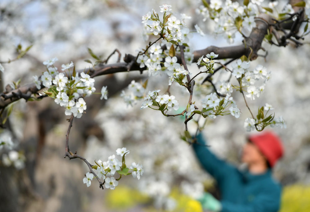 河北晋州:梨乡果农疏花授粉忙 河北晋州:梨乡果农疏花授粉忙