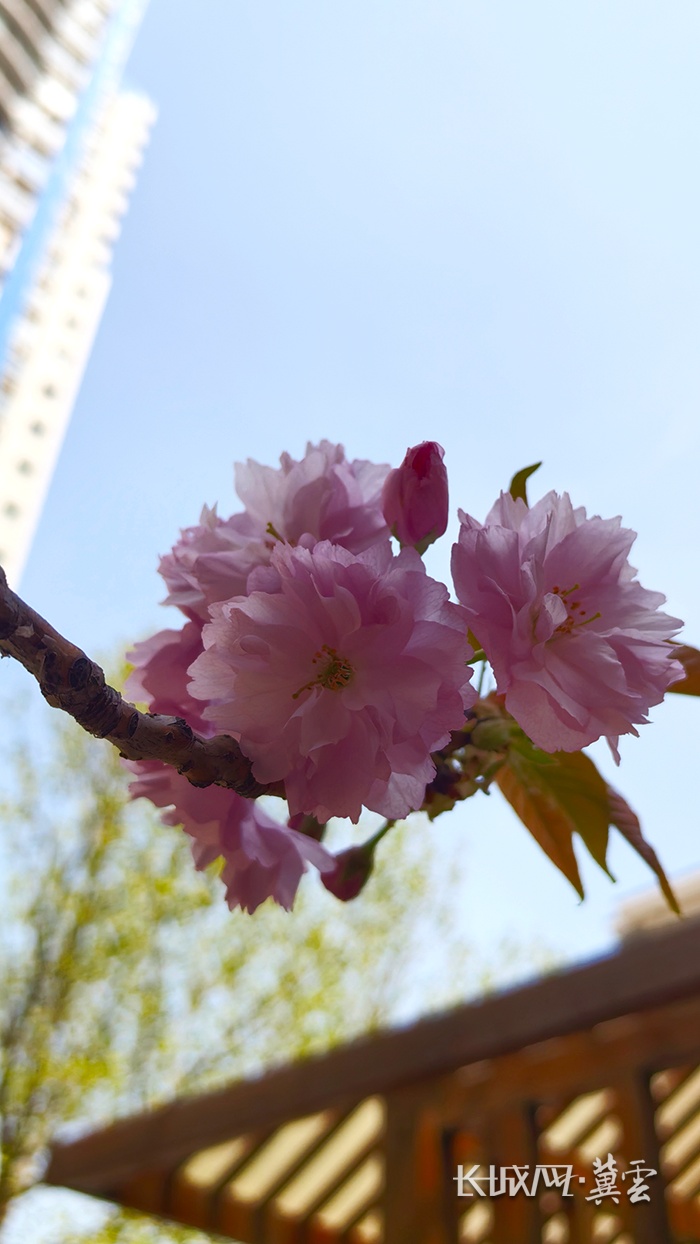 2次降水!河北本周:阵雨+降温8℃+阵风8级→ 2次降水!河北本周:阵雨+降温8℃+阵风8级→