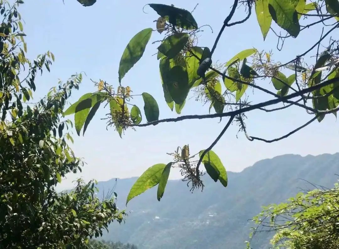 紧急提醒！台州人最近少穿黄、红色衣服出门！否则……