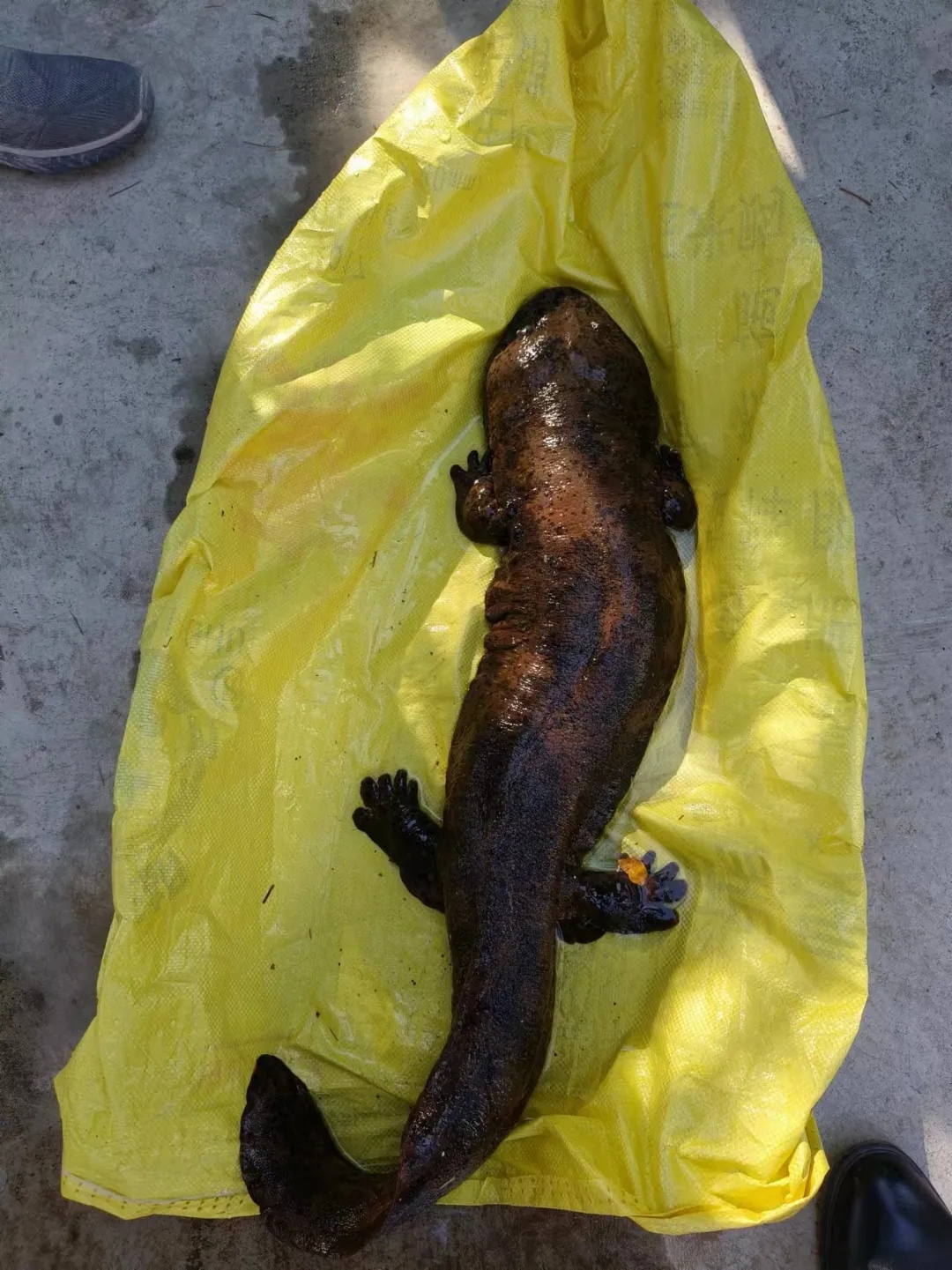 发现罕见“怪鱼”…… 发现罕见“怪鱼”……