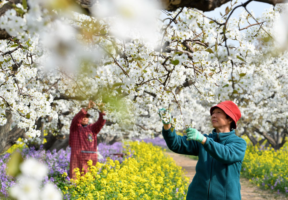 河北晋州:梨乡果农疏花授粉忙 河北晋州:梨乡果农疏花授粉忙
