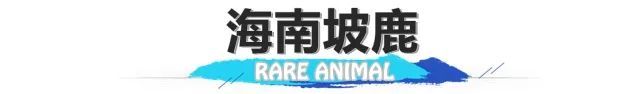 长臂猿、睑虎、小爪水獭……来看看生活在海南的“珍稀动物”们