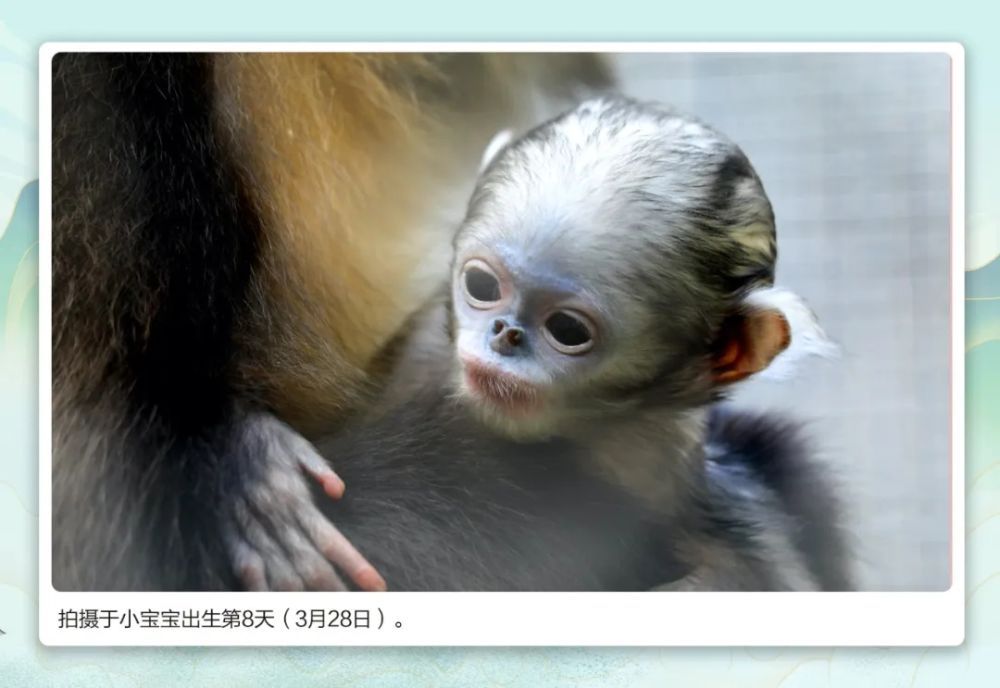 萌翻了！ 快来为这位“小公举”取名