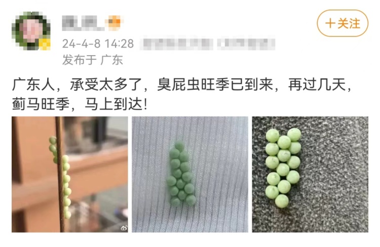 头皮发麻！最近很多广东人衣服上有虫卵