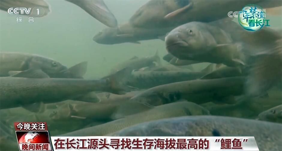 十年禁渔看长江｜从水域之治转向生态之治 长江大保护仍需久久为功