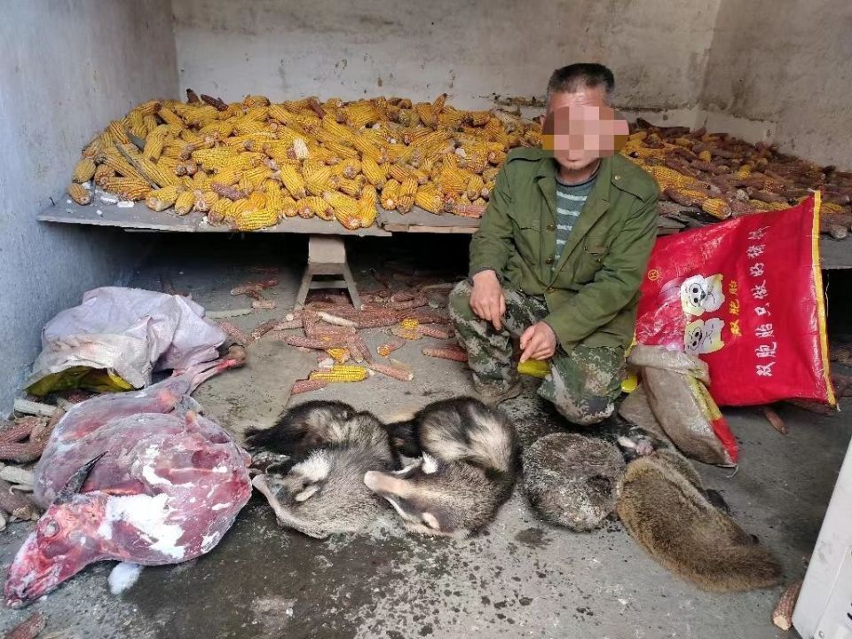 重庆一男子花400多网购捕兽夹等，在女主播指导下非法狩猎，已被抓
