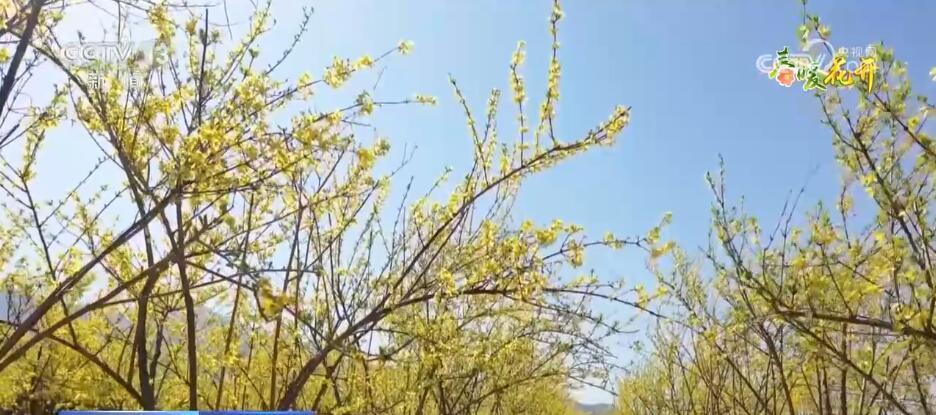 花开锦绣、万物繁华 跟随镜头走进如画般的春色里 花开锦绣、万物繁华 跟随镜头走进如画般的春色里