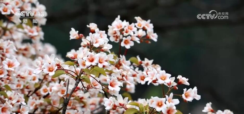 花开锦绣、万物繁华 跟随镜头走进如画般的春色里 花开锦绣、万物繁华 跟随镜头走进如画般的春色里