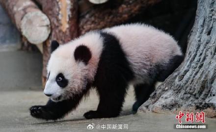 大熊猫“喀秋莎”体重已达20公斤 大熊猫“喀秋莎”体重已达20公斤