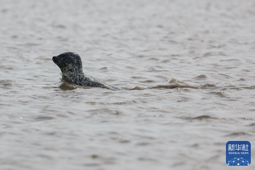 西太平洋斑海豹“旅居”辽东湾 西太平洋斑海豹“旅居”辽东湾