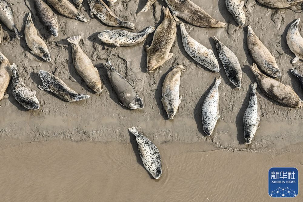 西太平洋斑海豹“旅居”辽东湾 西太平洋斑海豹“旅居”辽东湾