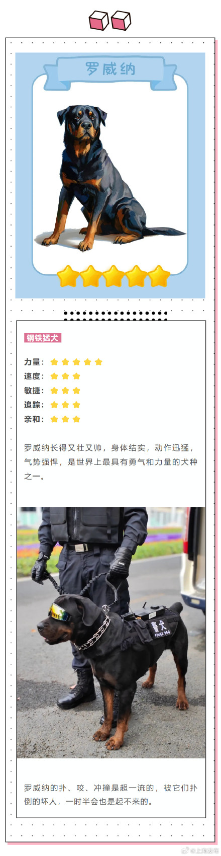 涨知识!除了柯基你还知道哪些警犬? 涨知识!除了柯基你还知道哪些警犬?