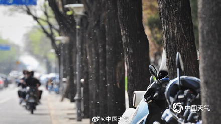 春花与飞絮同框是种什么体验