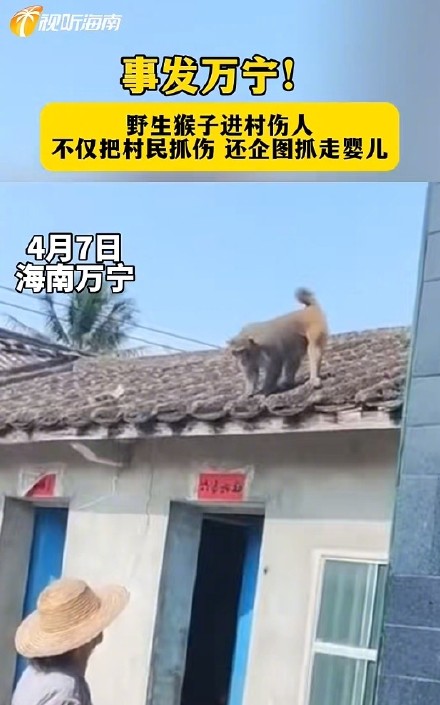 突然从屋顶窜下！海南一地野猴进村抓伤6名小孩
