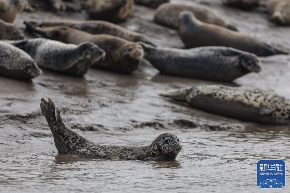 西太平洋斑海豹“旅居”辽东湾 西太平洋斑海豹“旅居”辽东湾