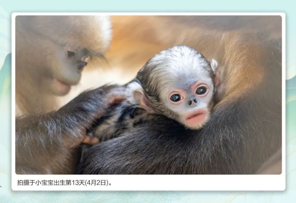 萌翻了！ 快来为这位“小公举”取名