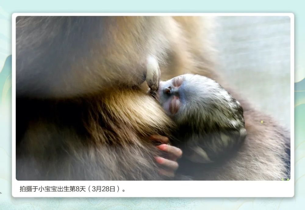 萌翻了！ 快来为这位“小公举”取名