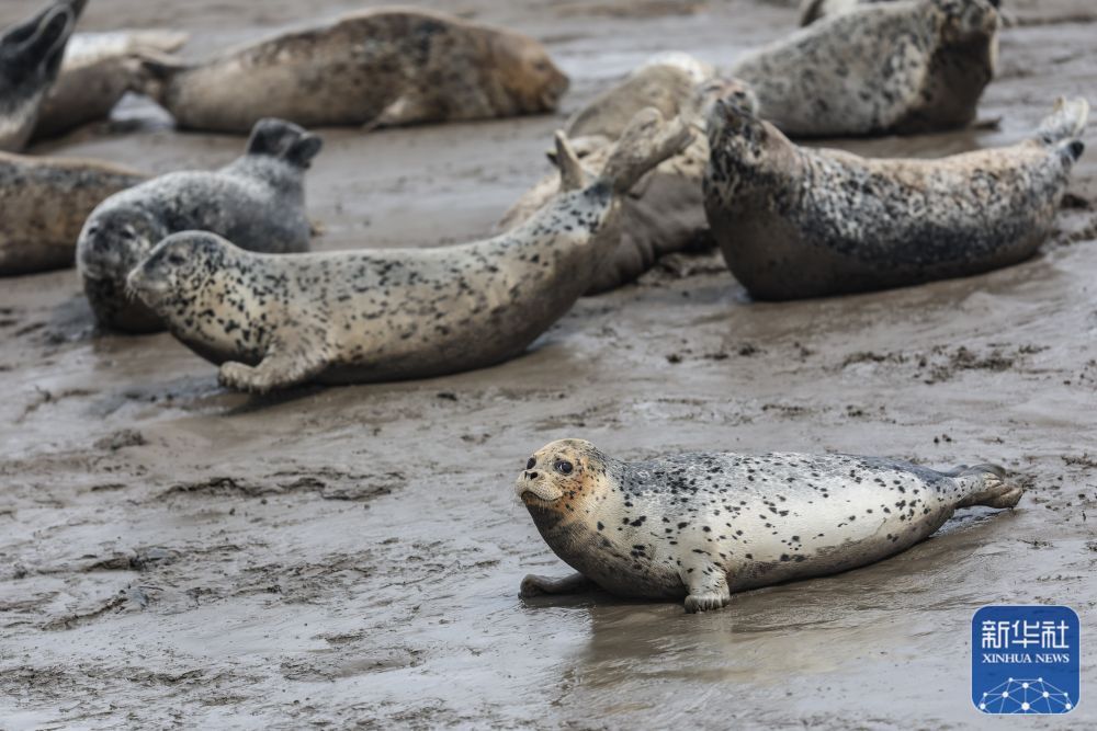 西太平洋斑海豹“旅居”辽东湾 西太平洋斑海豹“旅居”辽东湾