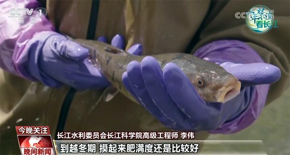 十年禁渔看长江｜从水域之治转向生态之治 长江大保护仍需久久为功