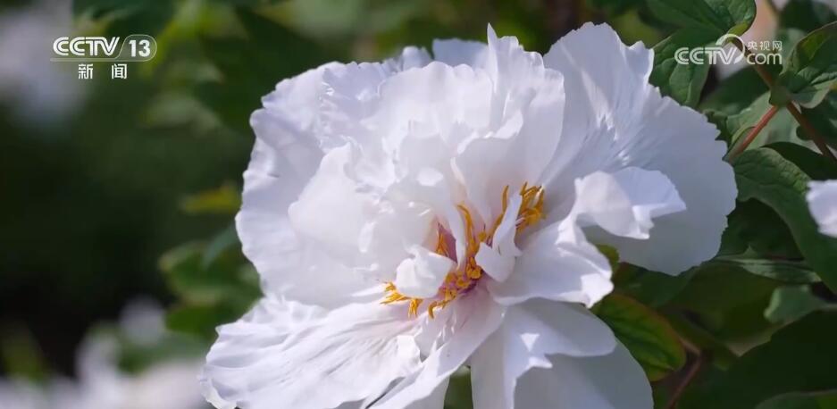 花开锦绣、万物繁华 跟随镜头走进如画般的春色里 花开锦绣、万物繁华 跟随镜头走进如画般的春色里