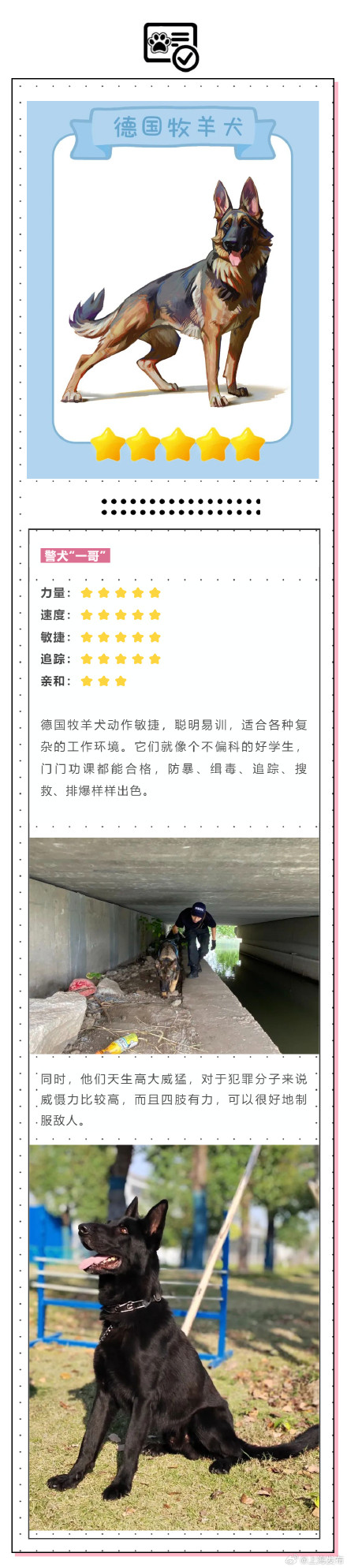 涨知识!除了柯基你还知道哪些警犬? 涨知识!除了柯基你还知道哪些警犬?