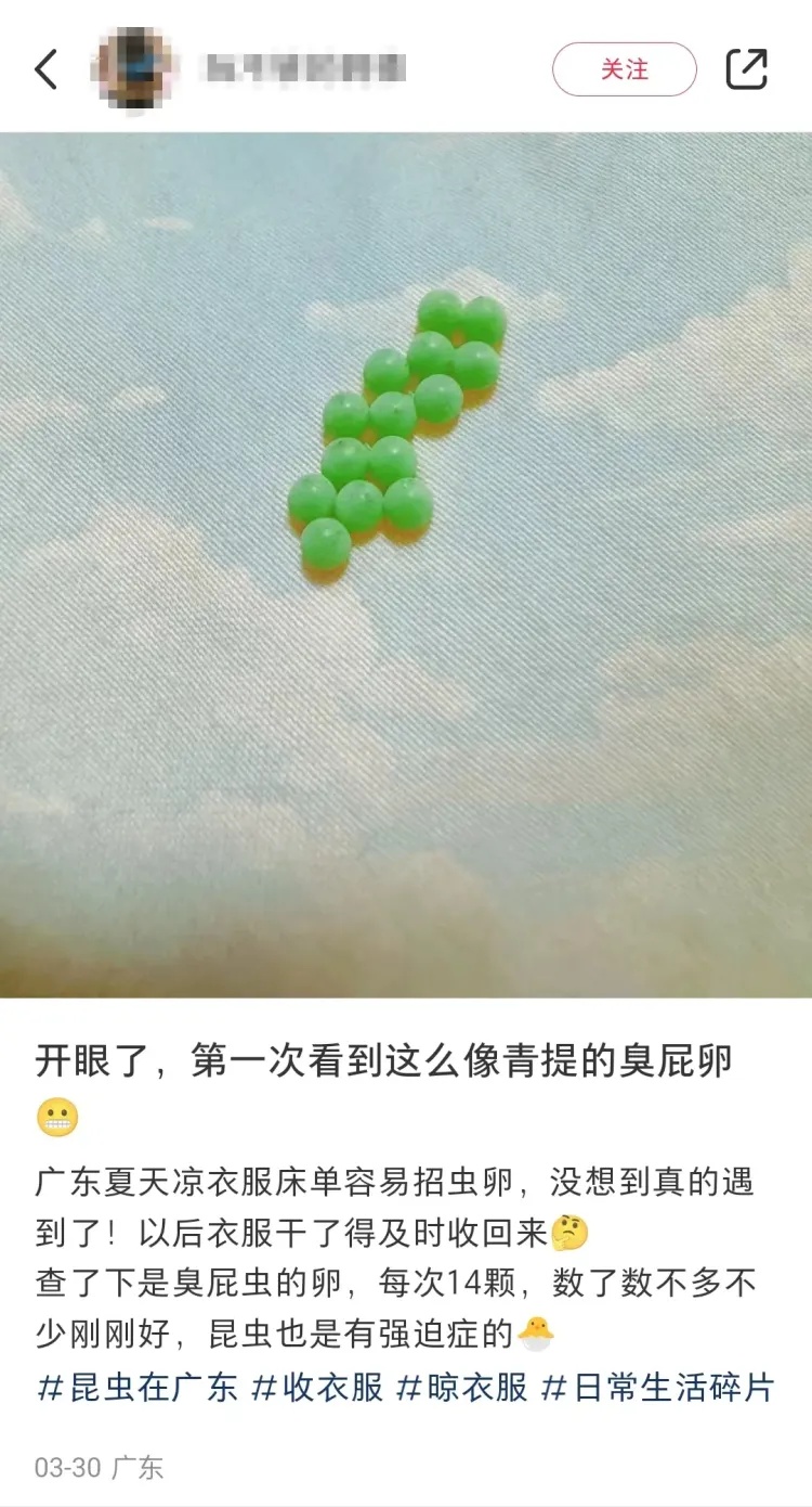 头皮发麻！最近很多广东人衣服上有虫卵