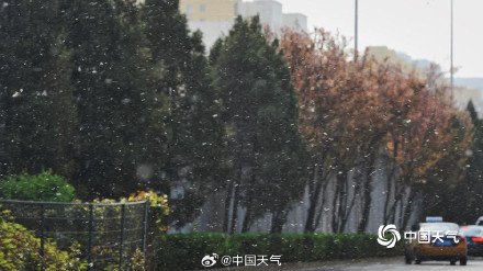 春花与飞絮同框是种什么体验