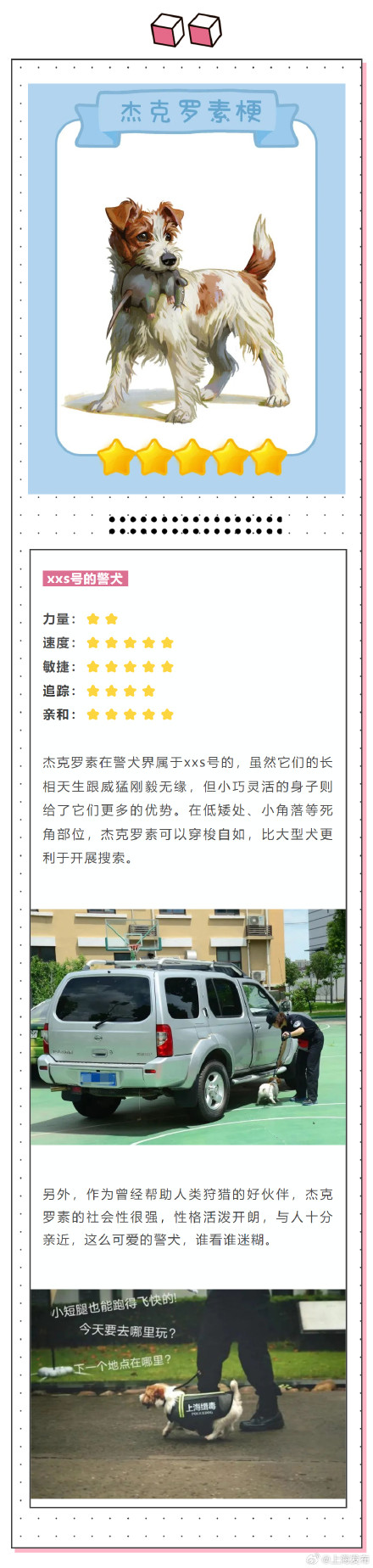 涨知识!除了柯基你还知道哪些警犬? 涨知识!除了柯基你还知道哪些警犬?