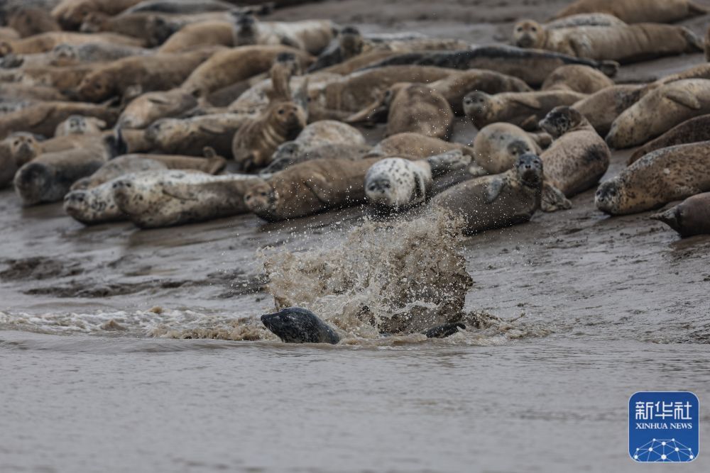 西太平洋斑海豹“旅居”辽东湾 西太平洋斑海豹“旅居”辽东湾