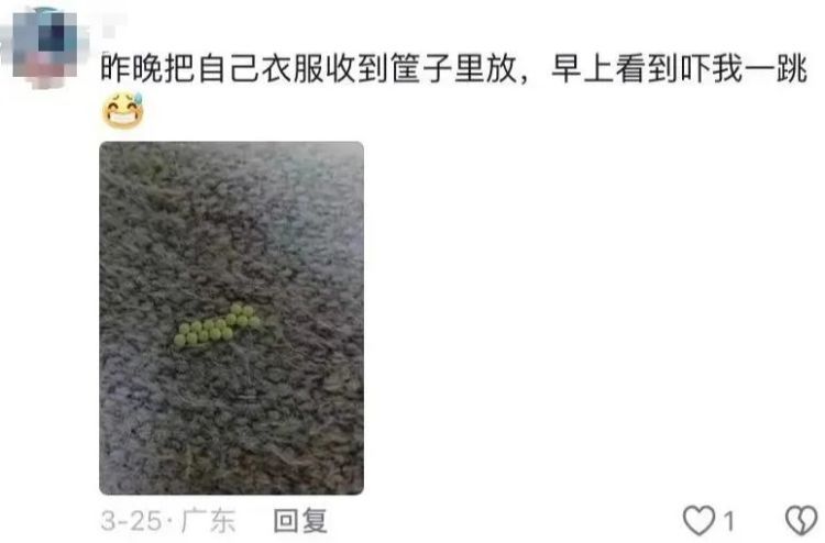 头皮发麻！最近很多广东人衣服上有虫卵
