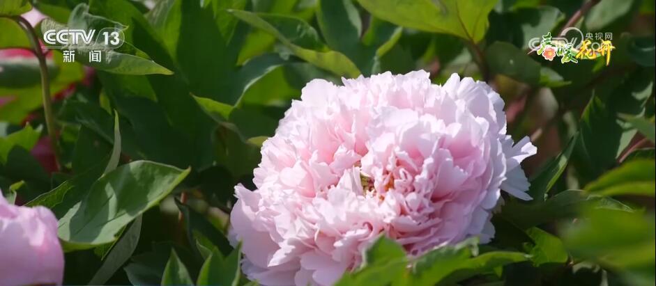 花开锦绣、万物繁华 跟随镜头走进如画般的春色里 花开锦绣、万物繁华 跟随镜头走进如画般的春色里