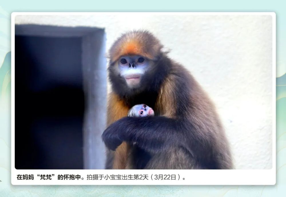 萌翻了！ 快来为这位“小公举”取名