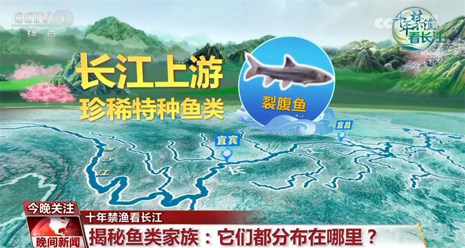 十年禁渔看长江｜从水域之治转向生态之治 长江大保护仍需久久为功