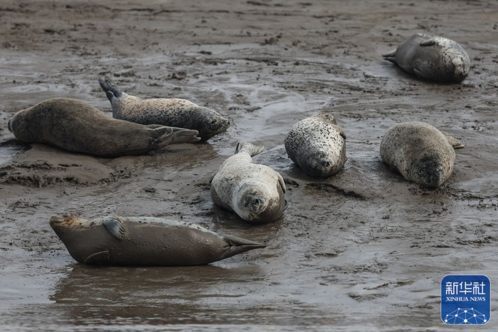 西太平洋斑海豹“旅居”辽东湾 西太平洋斑海豹“旅居”辽东湾