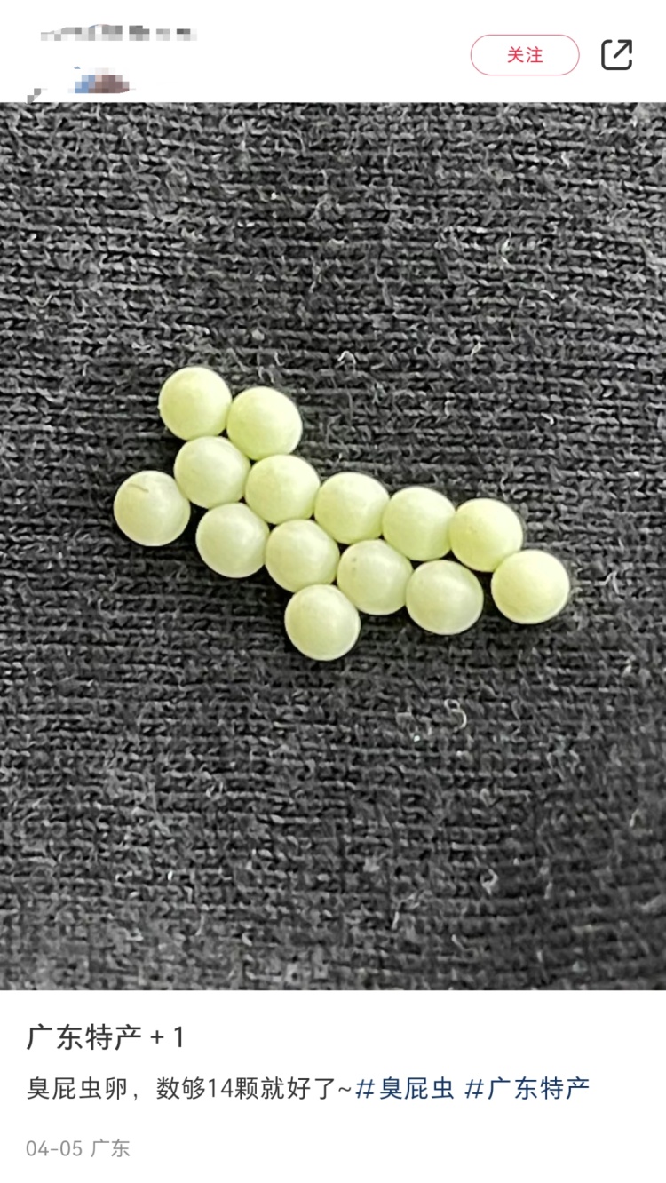 头皮发麻！最近很多广东人衣服上有虫卵