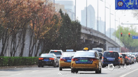 春花与飞絮同框是种什么体验