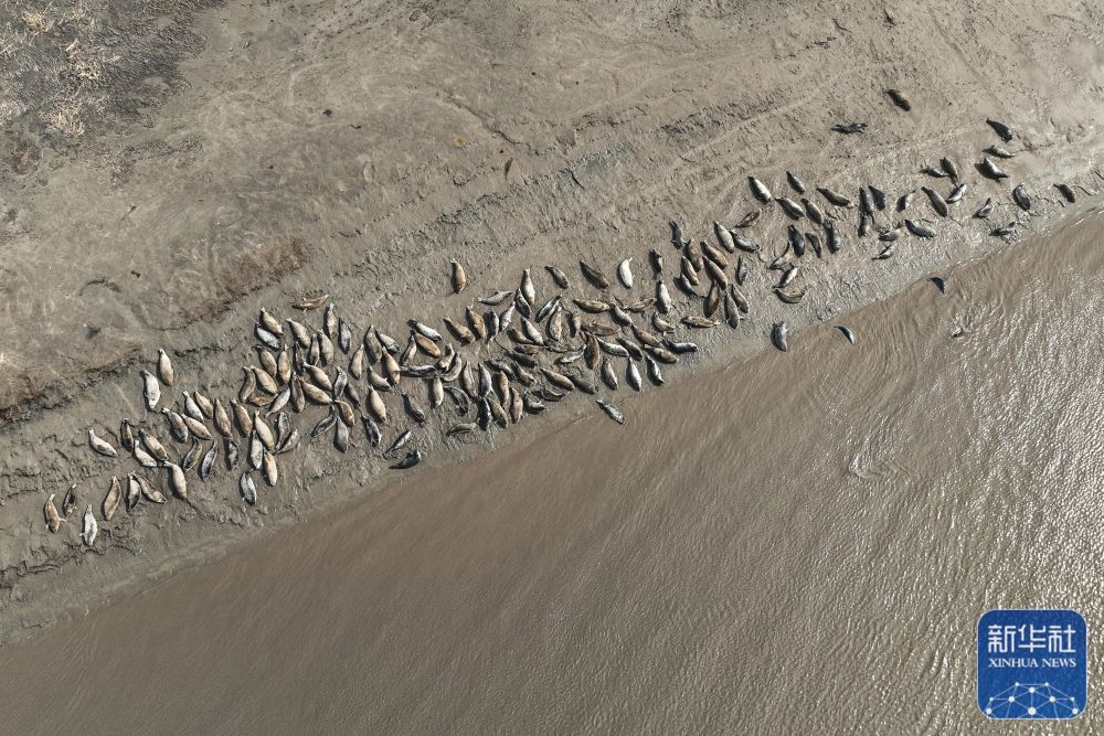 西太平洋斑海豹“旅居”辽东湾 西太平洋斑海豹“旅居”辽东湾