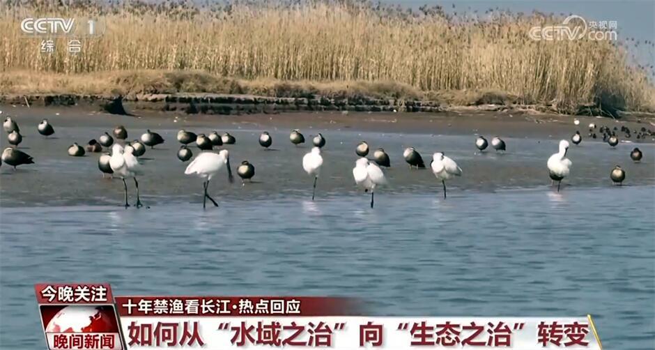 十年禁渔看长江｜从水域之治转向生态之治 长江大保护仍需久久为功