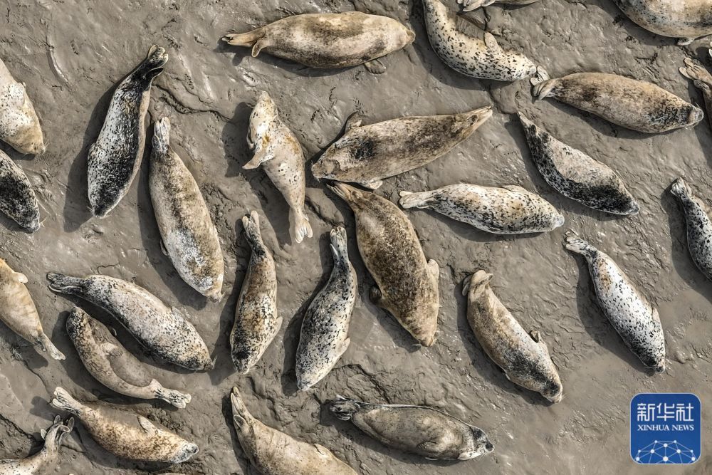 西太平洋斑海豹“旅居”辽东湾 西太平洋斑海豹“旅居”辽东湾