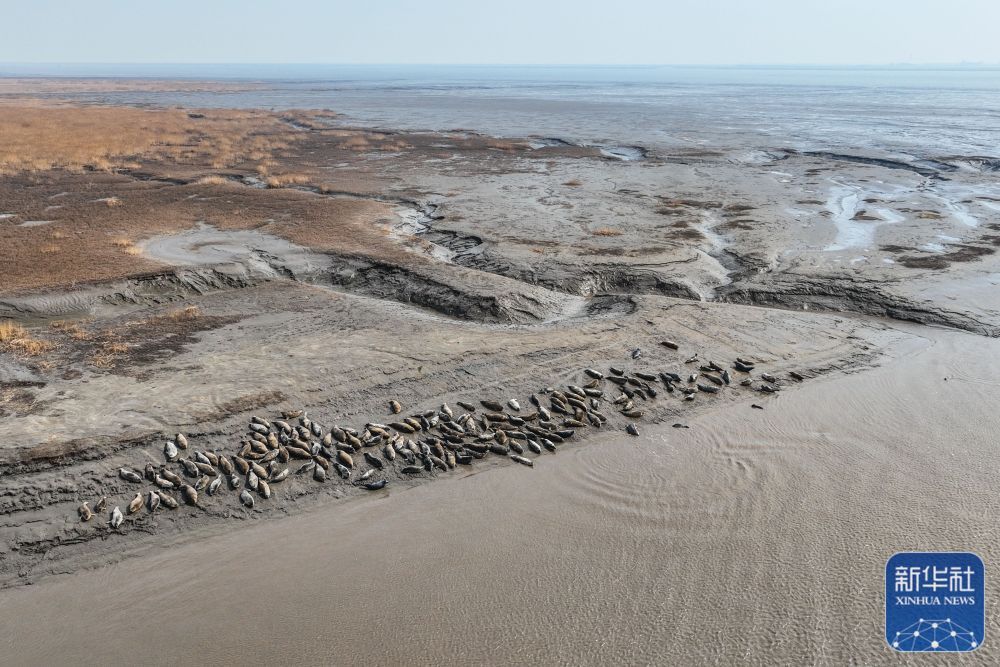 西太平洋斑海豹“旅居”辽东湾 西太平洋斑海豹“旅居”辽东湾