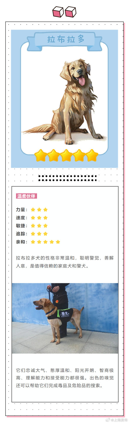 涨知识!除了柯基你还知道哪些警犬? 涨知识!除了柯基你还知道哪些警犬?