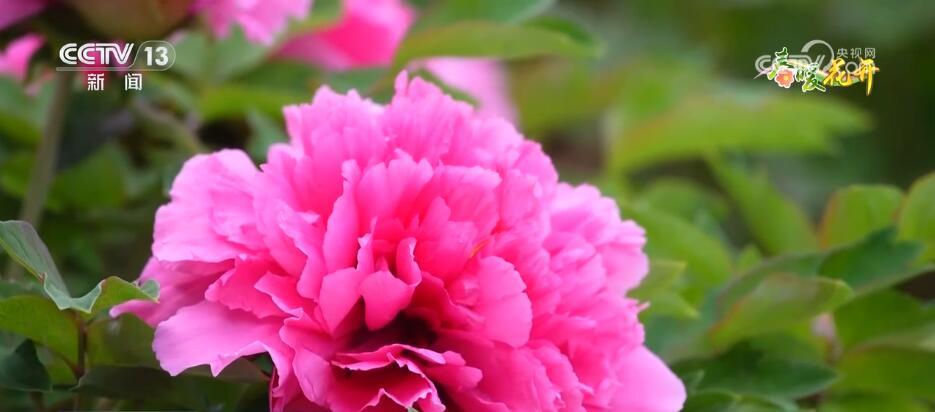 花开锦绣、万物繁华 跟随镜头走进如画般的春色里 花开锦绣、万物繁华 跟随镜头走进如画般的春色里