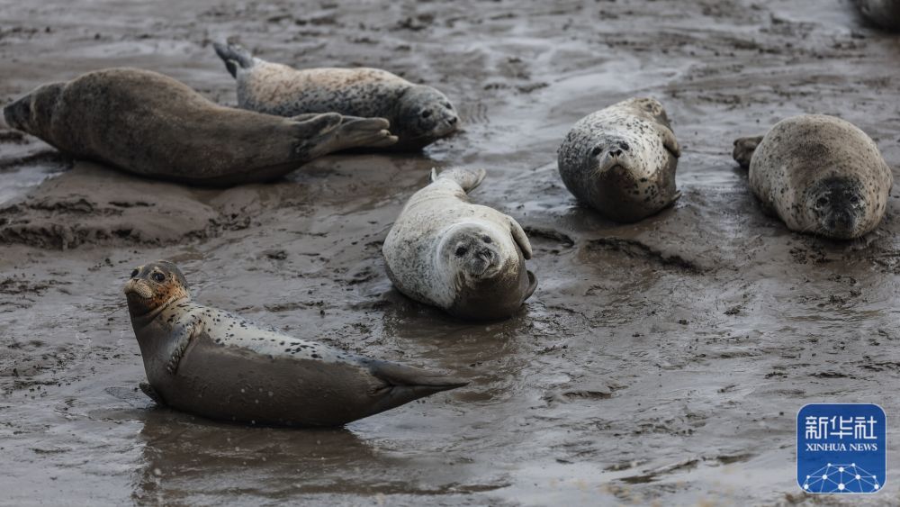 西太平洋斑海豹“旅居”辽东湾 西太平洋斑海豹“旅居”辽东湾