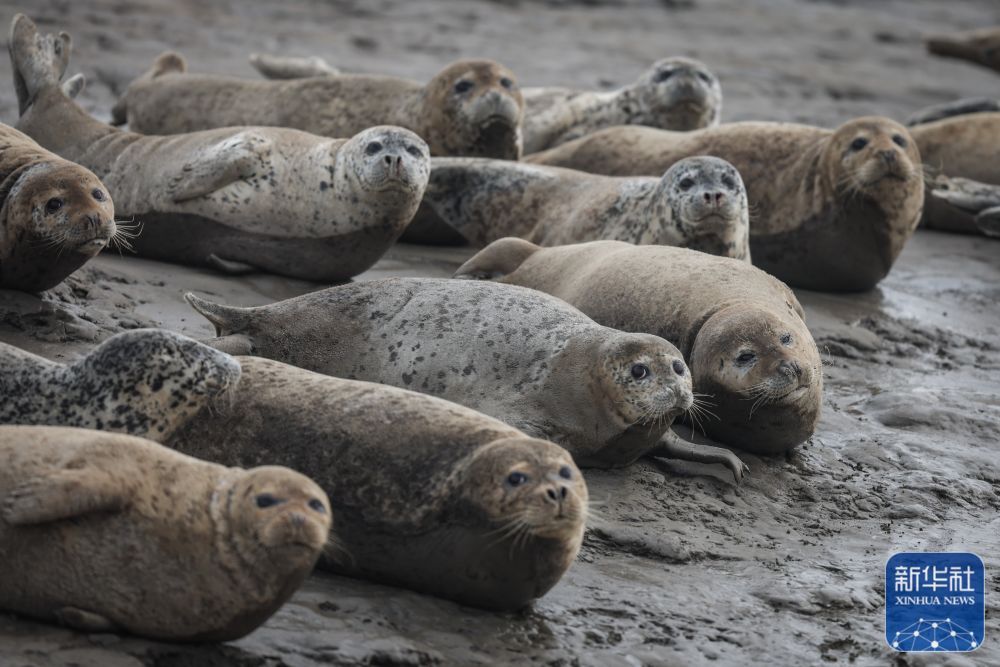 西太平洋斑海豹“旅居”辽东湾 西太平洋斑海豹“旅居”辽东湾