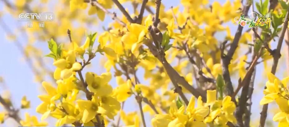 花开锦绣、万物繁华 跟随镜头走进如画般的春色里 花开锦绣、万物繁华 跟随镜头走进如画般的春色里