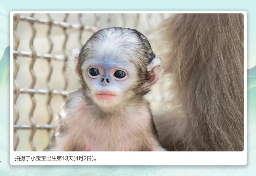 萌翻了！ 快来为这位“小公举”取名